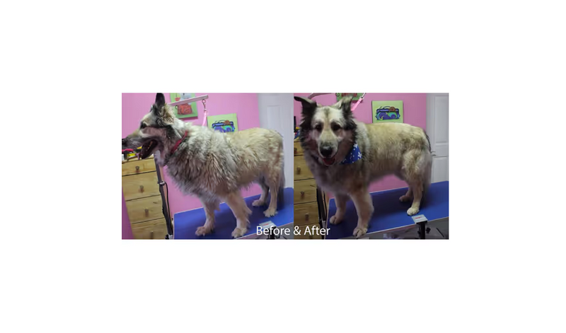 EquiGroomer 5" (12,7 cm) - Piccola spazzola per la rimozione del pelo per cani e gatti