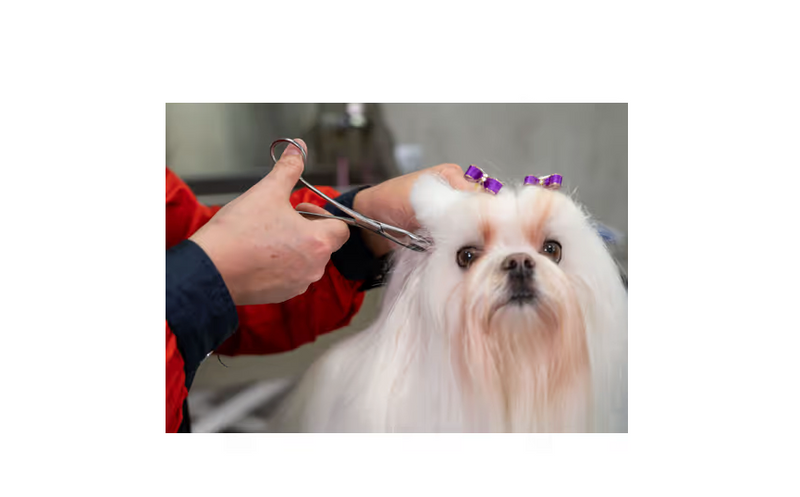 Pinza per orecchie Show Tech Safety da 14 cm - pinza dritta per strappare i peli dalle orecchie dei cani, 14 cm